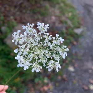 Meet your Posher, Tina